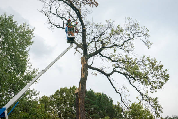 How Our Tree Care Process Works  in  Manchester, KY